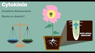 PLANT HORMONES  Auxin Gibberellin Cytokinin Ethylene Abscisic Acid [upl. by Hinch483]