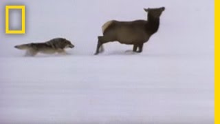 Wolf Hunting Tactics  National Geographic [upl. by Dnalevelc]