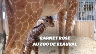 Naissance de la girafe Kimia au Zoo de Beauval [upl. by Salisbarry]