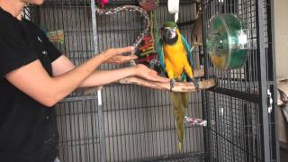 Aggressive Parrots Teaching a macaw to step up Part 1 [upl. by Noorah]