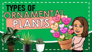 TYPES OF ORNAMENTAL PLANTS [upl. by Eileme900]