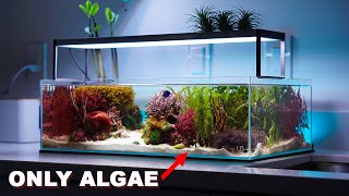 REEF TANK TOURS  quotmacroalgae aquariumquot  PRIVATE SHOWROOM  3 x Nano saltwater tanks [upl. by Marvin103]