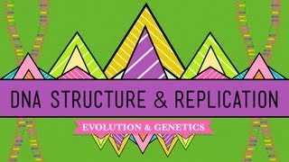 DNA Structure and Replication Crash Course Biology 10 [upl. by Atekan]