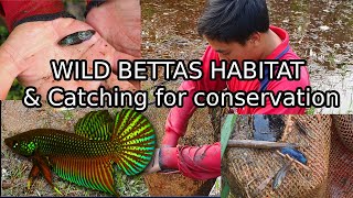 Catching Wild Bettas in THAILAND for breeding conservation Betta smaragdina natural habitat [upl. by Gabriele718]