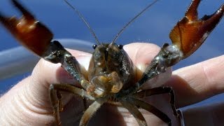 Invasive crayfish threaten species in Oregons Crater Lake [upl. by Manvell429]