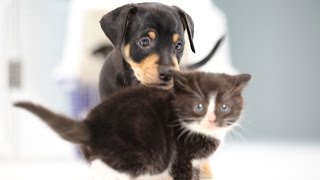 Kittens Meet Puppies For The First Time [upl. by Riella]