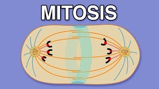 MITOSIS CYTOKINESIS AND THE CELL CYCLE [upl. by Dnalor261]