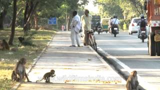 Street monkeys of Delhi [upl. by Ostap]