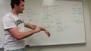 Collagen Types and Synthesis Pathway [upl. by Longley]