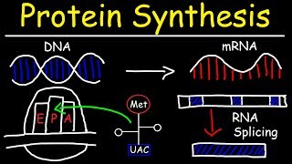 Transcription and Translation  Protein Synthesis From DNA  Biology [upl. by Lenra]