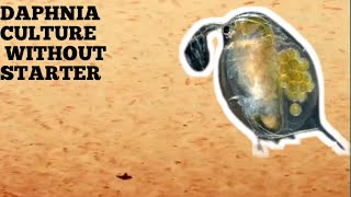 HOW TO CULTURE DAPHNIA NATURALLY WITHOUT A STARTER [upl. by Eniluqaj]