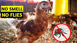 How To Eliminate Smells From Your Chicken Farm  NO FLIES [upl. by Orel272]