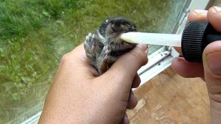 feeding wild cottontail baby rabbit [upl. by Nylrem600]