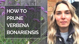 HOW TO PRUNE VERBENA BONARIENSIS I Pruning Verbena bonariensis [upl. by Jezabella]