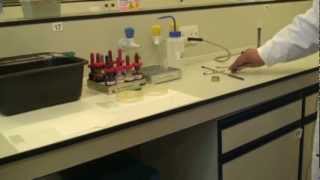 Microbiology Gram Stain [upl. by Eidnam]