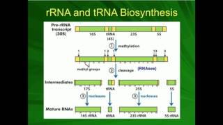 rRNA Processing Preribosome to Ribosome [upl. by Lynnette]