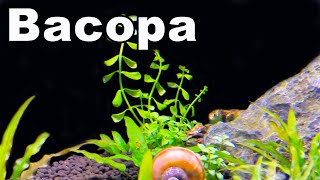 10 Reasons You NEED Bacopa For Your Planted Aquarium [upl. by Saleme]