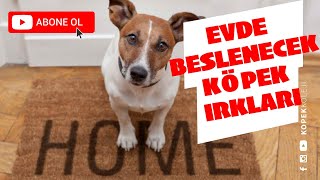 Evde Beslenebilecek Köpek Irkları [upl. by Norahc]