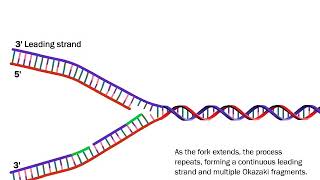 DNA Replication The Process Simplified [upl. by Ermeena]