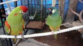 Illiger Macaw Red Fronted Macaw do small talk [upl. by Thomey]