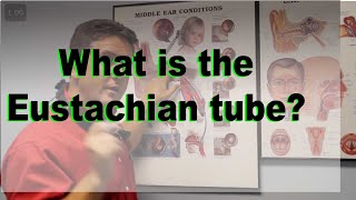 Eustachian Tube explained [upl. by Narag]