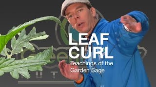 What Causes Leaf Curl  The Garden Sage 10 [upl. by Cherry]