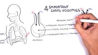 Lung Function  Lung Volumes and Capacities [upl. by Junius]