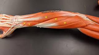 Muscles of the Forearm [upl. by Adin]