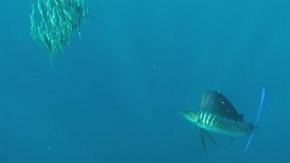 Rare Footage Of Sailfish Searching For Food [upl. by Lincoln]