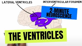 2Minute Neuroscience The Ventricles [upl. by Hctub]