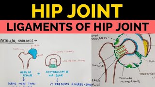 Hip Joint  1  Ligaments of Hip Joint [upl. by Wearing745]