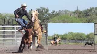 2010 Palomino Stallion  Calf Roping Horse  Quails Yellow Berry [upl. by Nohsar640]