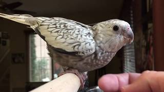 Female Cockatiel sounds amp songs  Mating calls [upl. by Notsirb644]