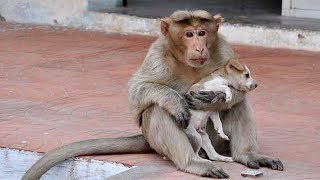 Rhesus Monkey Adopts And Cares For Abandoned Puppy Like Its Own [upl. by Bone]