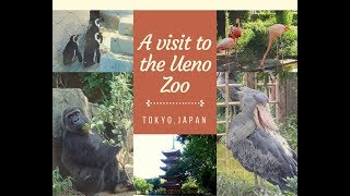 A visit to Ueno Zoo  Tokyo Zoo  Oldest Zoo of Japan  Ueno Zoo [upl. by Naret]