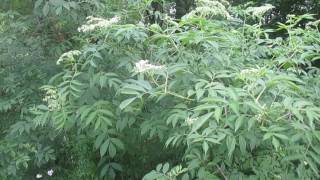 Elderberry Pruning and Coppice [upl. by Bathsheeb180]