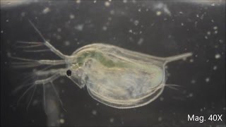 Daphnia magna under the Microscope [upl. by Leuams180]