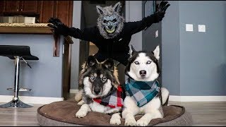 Scary Werewolf Prank On My Huskies [upl. by Haisi]