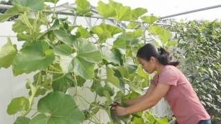 How to prune bottle gourd after harvesting the fruits [upl. by Dolora]