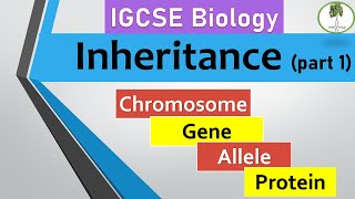 inheritance part 1 Chromosomes genes alleles IGCSE biology [upl. by Coniah]