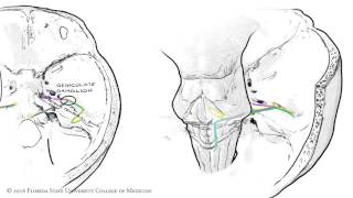 The Facial Nerve CNVII Animated Review [upl. by Wilow]