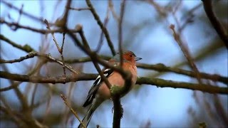 Chaffinch calling [upl. by Aihsiek]