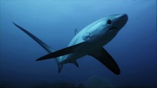 Thresher Sharks Kill Prey With Tail Like A Whip  SHARK WEEK [upl. by Sivehc308]