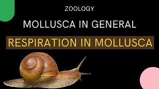 Phylum Mollusca  Respiration in Mollusca  Zoology [upl. by Nassir163]