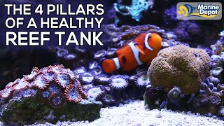 TOP 4 TIPS for a Healthy Saltwater Reef Tank Aquarium  Color Up Your Corals with Marine Depot [upl. by Lohner]