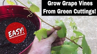 How To Regrow Grape Vines From Fresh Cuttings [upl. by Boak]