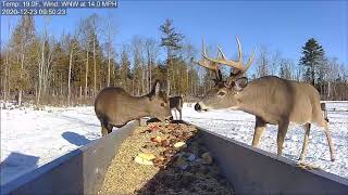 Doe makes way for the buck at the trough  Brownvilles Deer Pantry [upl. by Nojad]