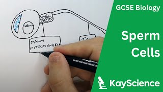 Sperm Cell Adaptations  GCSE Biology  kaysciencecom [upl. by Galer]