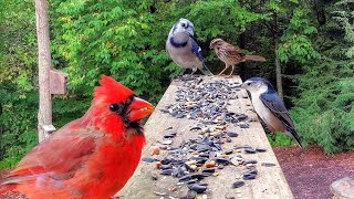 Simple Platform Bird Feeder Works Wonders [upl. by Ardnasil411]