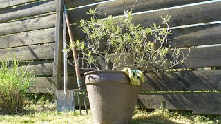 Planter un olivier [upl. by Isabea]